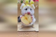 沉浸式简易双人棋 